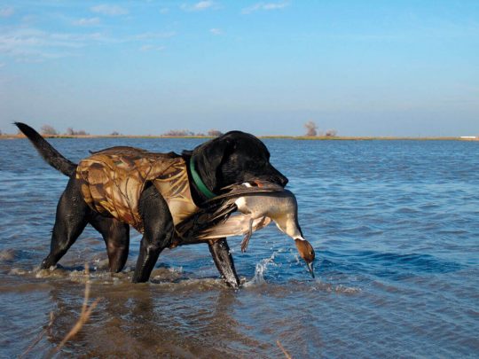 My dog knows Sit, now what?