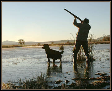 Duckr﻿ Hunting: The Most Efficient Guns Out There