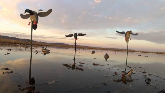 Things you didn’t know about Duck Hunting